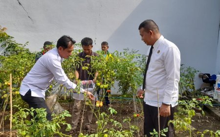 Panen Hasil Pembinaan: Lapas Kalianda Petik Tomat Segar dari Lahan Produktif  ‎