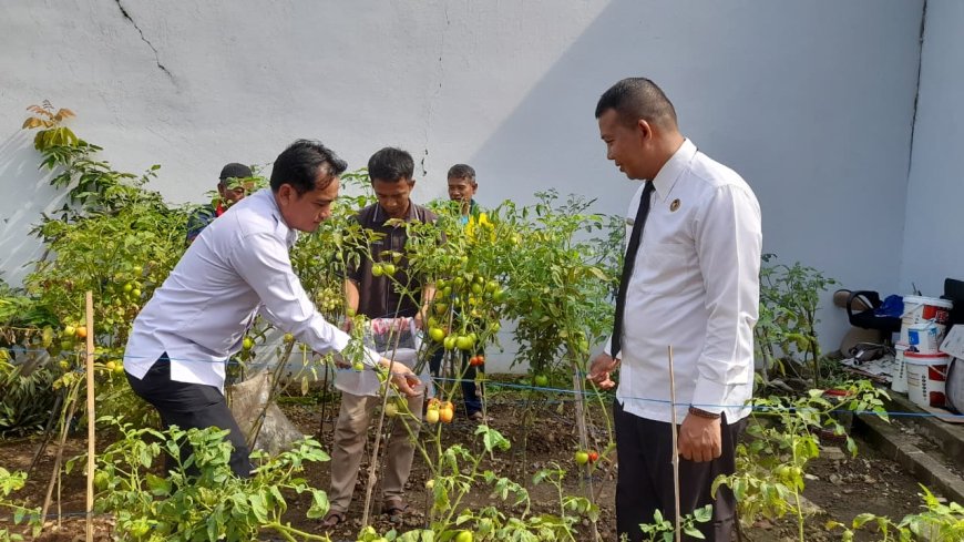 Panen Hasil Pembinaan: Lapas Kalianda Petik Tomat Segar dari Lahan Produktif  ‎