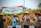 ‎Panen Jagung di Lampung Selatan Berlangsung Serentak, Dorong Ketahanan Pangan Daerah ‎