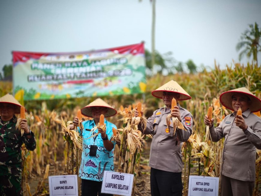 ‎Panen Jagung di Lampung Selatan Berlangsung Serentak, Dorong Ketahanan Pangan Daerah ‎